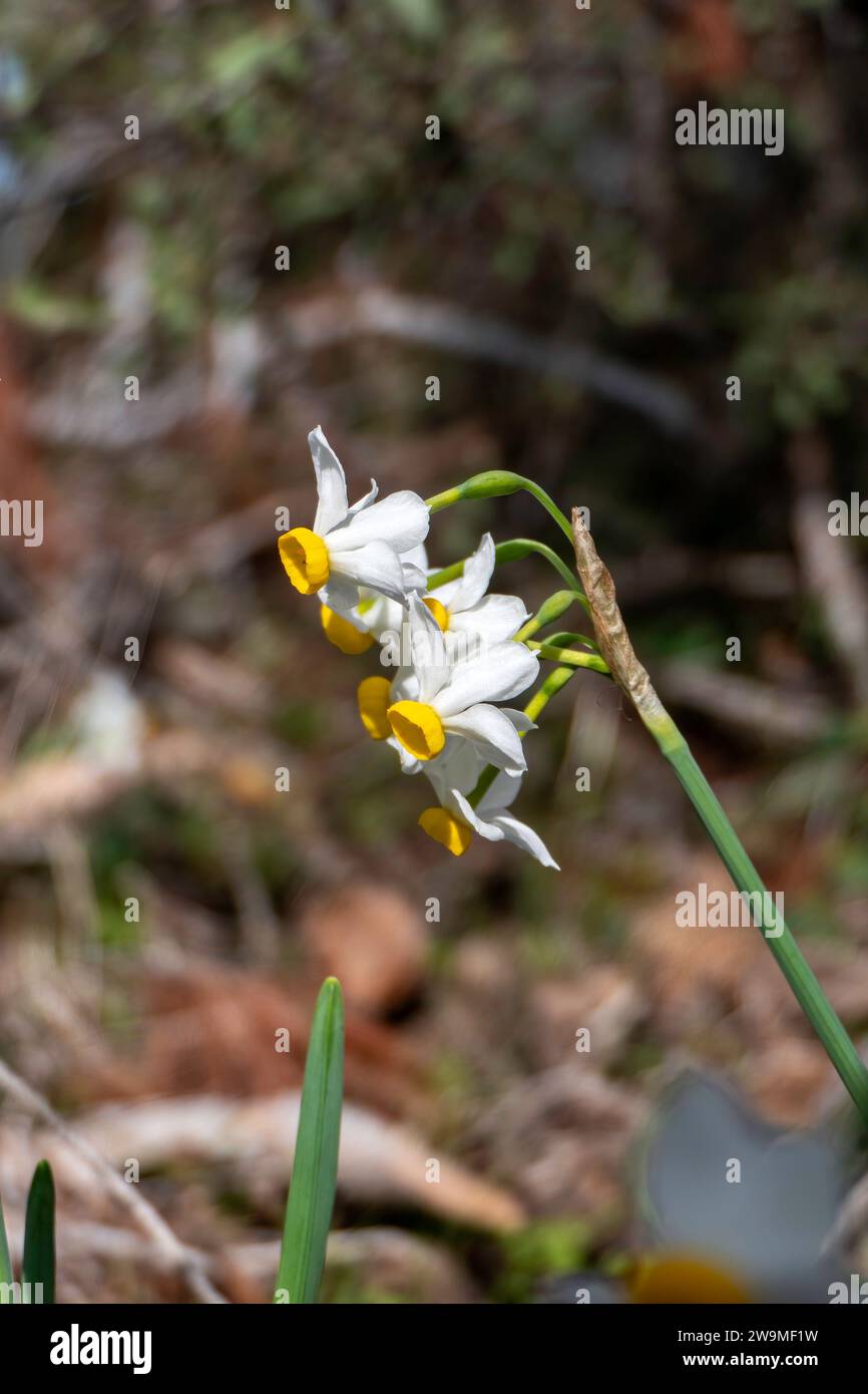 Floraison printanière des jonquilles sauvages de la forêt. Les fleurs de tazetta de Narcissus blanches et jaunes se rapprochent sur un fond flou Banque D'Images