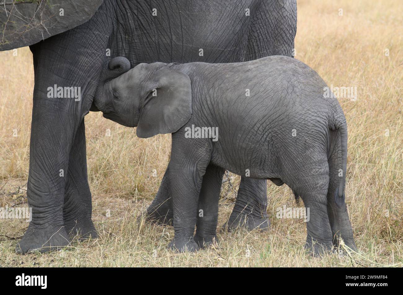 Veau éléphant dans le Serengeti buvant le lait de sa mère Banque D'Images