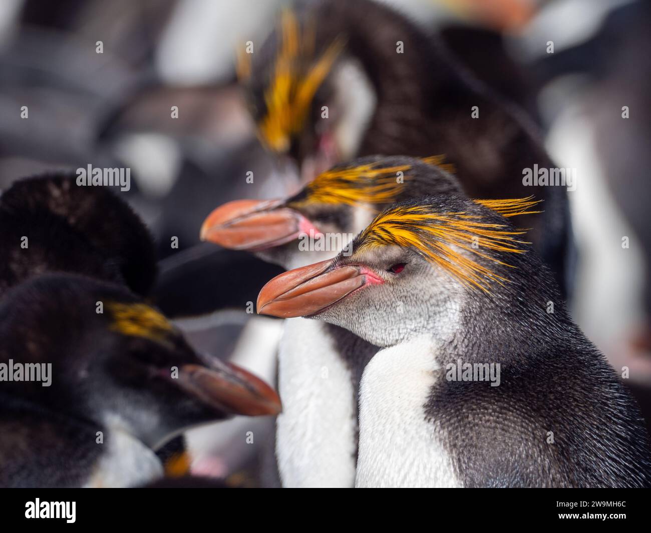 Pingouin royal, Eudyptes schlegeli, se reproduisant sur l'île Macquarie, Australie Banque D'Images