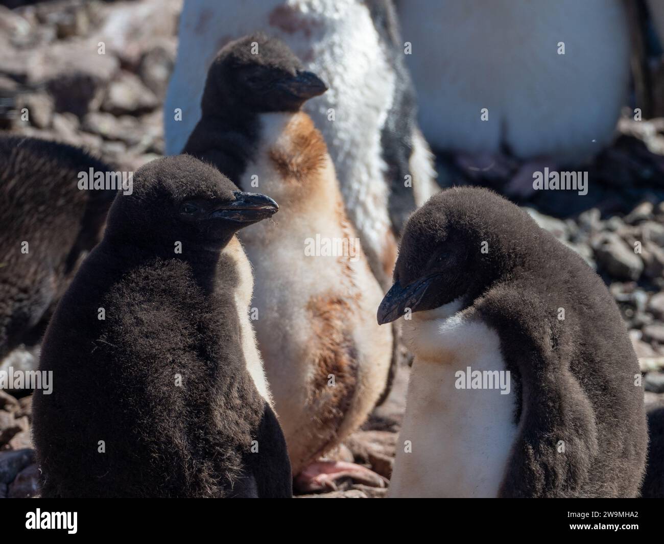 Pingouin royal, Eudyptes schlegeli, se reproduisant sur l'île Macquarie, Australie Banque D'Images