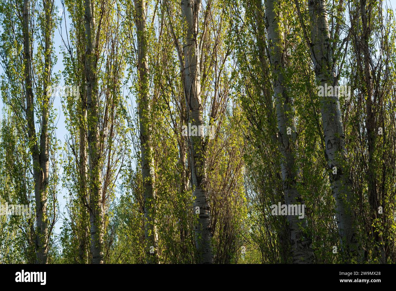 Hauts arbres, paysage de la nature fond de ciel bleu, cadre. Papier peint de printemps Banque D'Images
