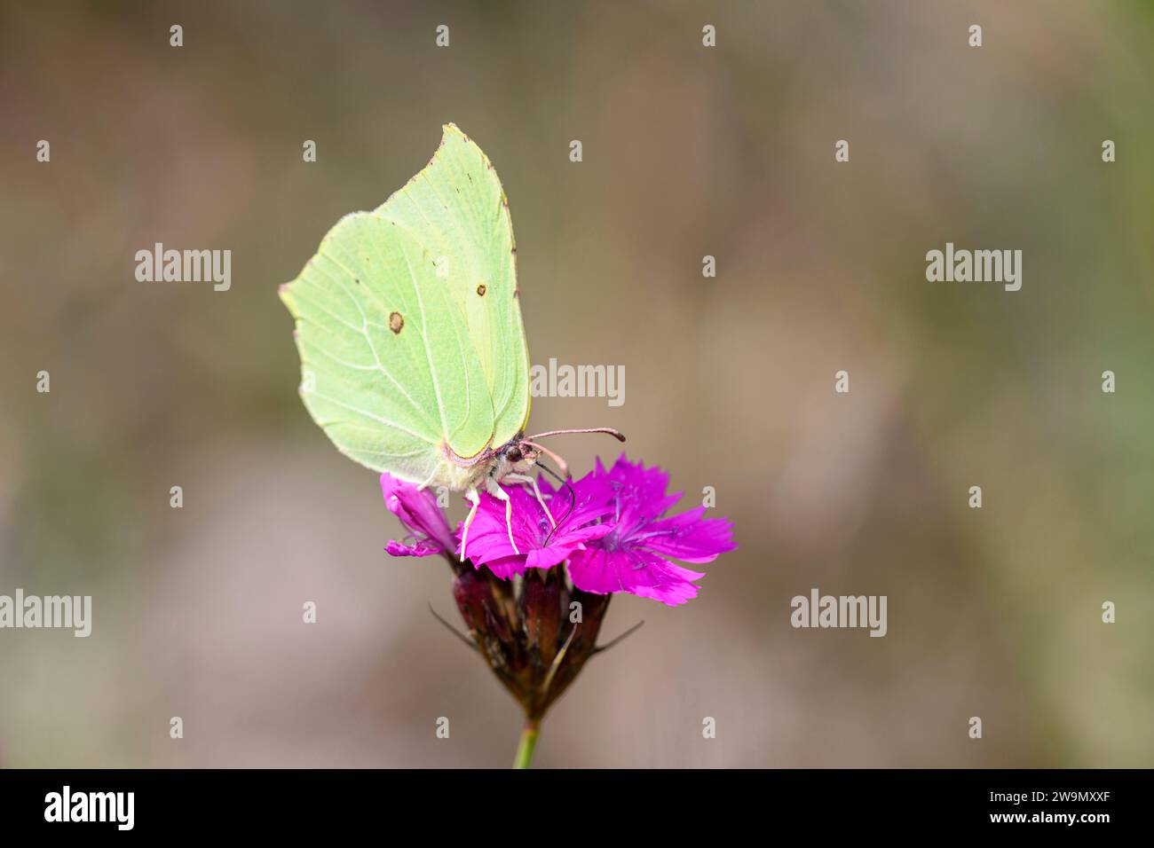 Papillon de pierre de poitrine commune - Gonepteryx rhamni suce avec son nectar de tronc d'une fleur rose chartreuse - Dianthus carthusianorum Banque D'Images