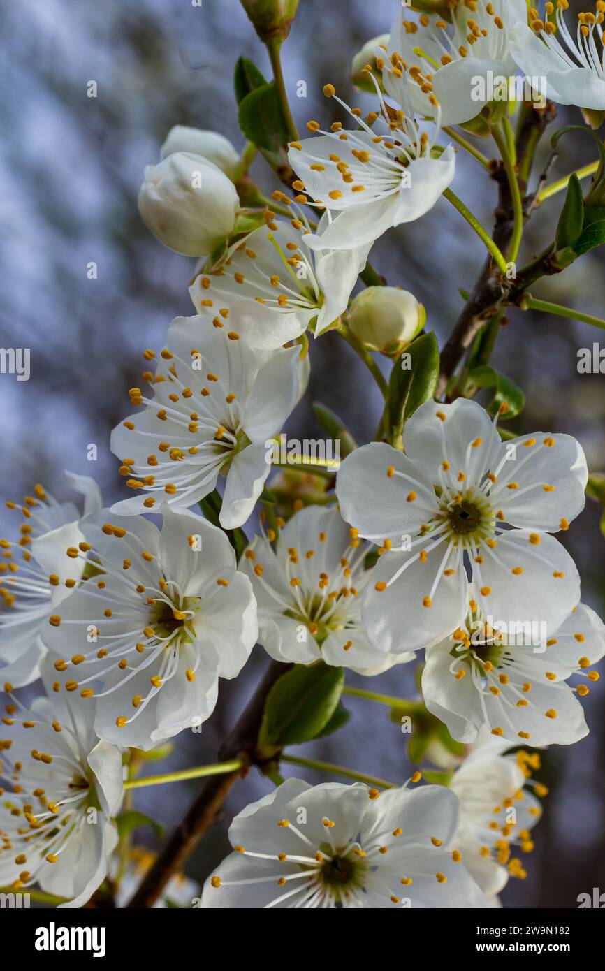 Foyer sélectif de belles branches de fleurs de prune sur l'arbre sous ciel bleu, belles fleurs Sakura pendant la saison de printemps dans le parc, Floral p Banque D'Images