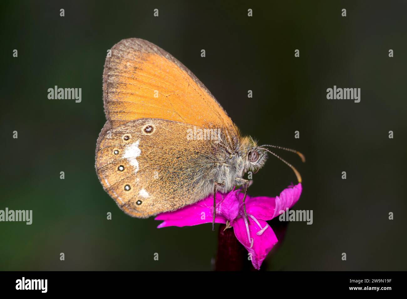 Un papillon de châtaignier - Coenonympha glycérion sur une fleur rose carthusienne - Dianthus carthusianorum Banque D'Images