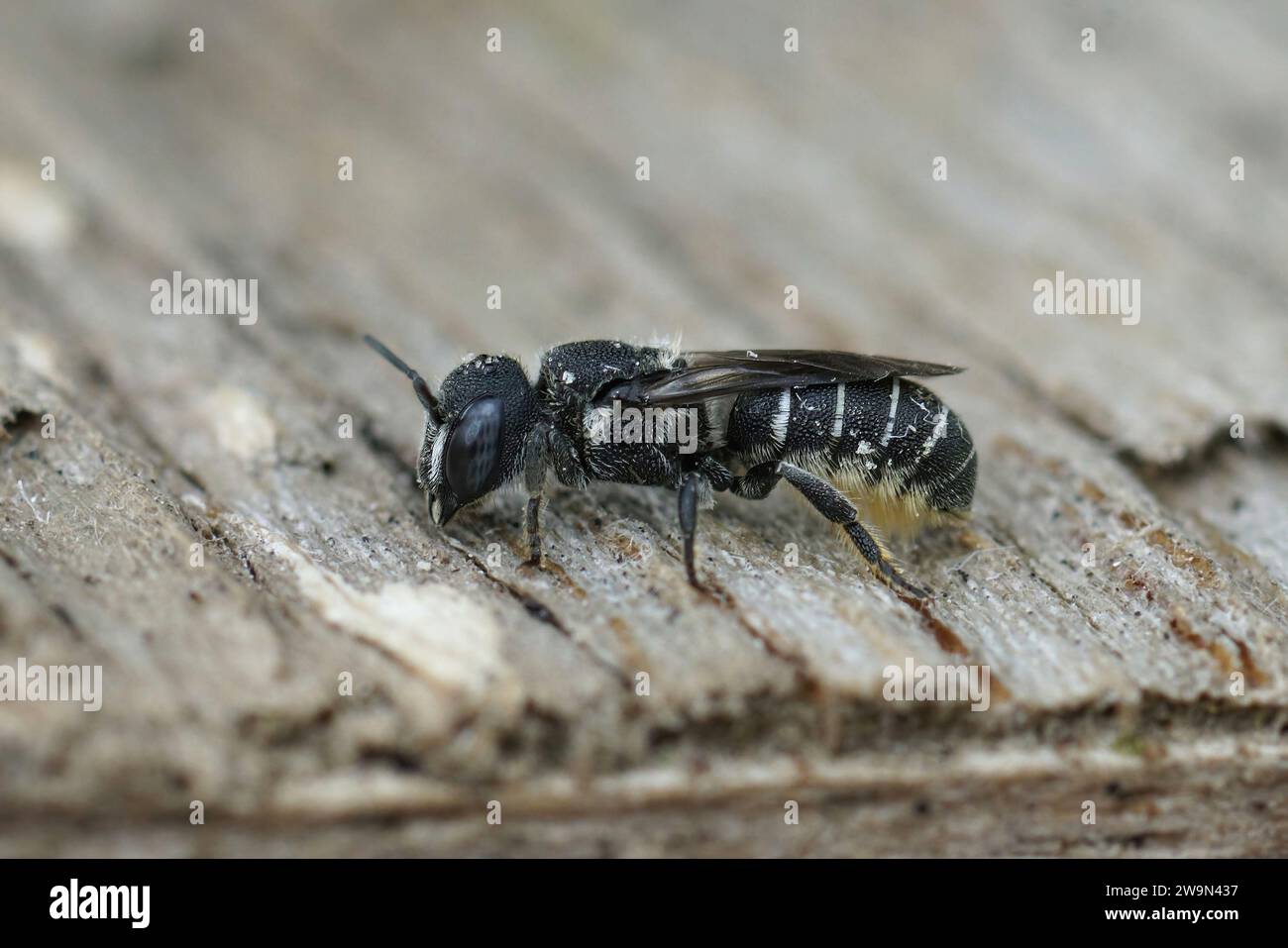 Gros plan détaillé sur une petite abeille en résine blindée de crénelée méditerranéenne femelle, Heriades crenulatus dans le Gard, France Banque D'Images