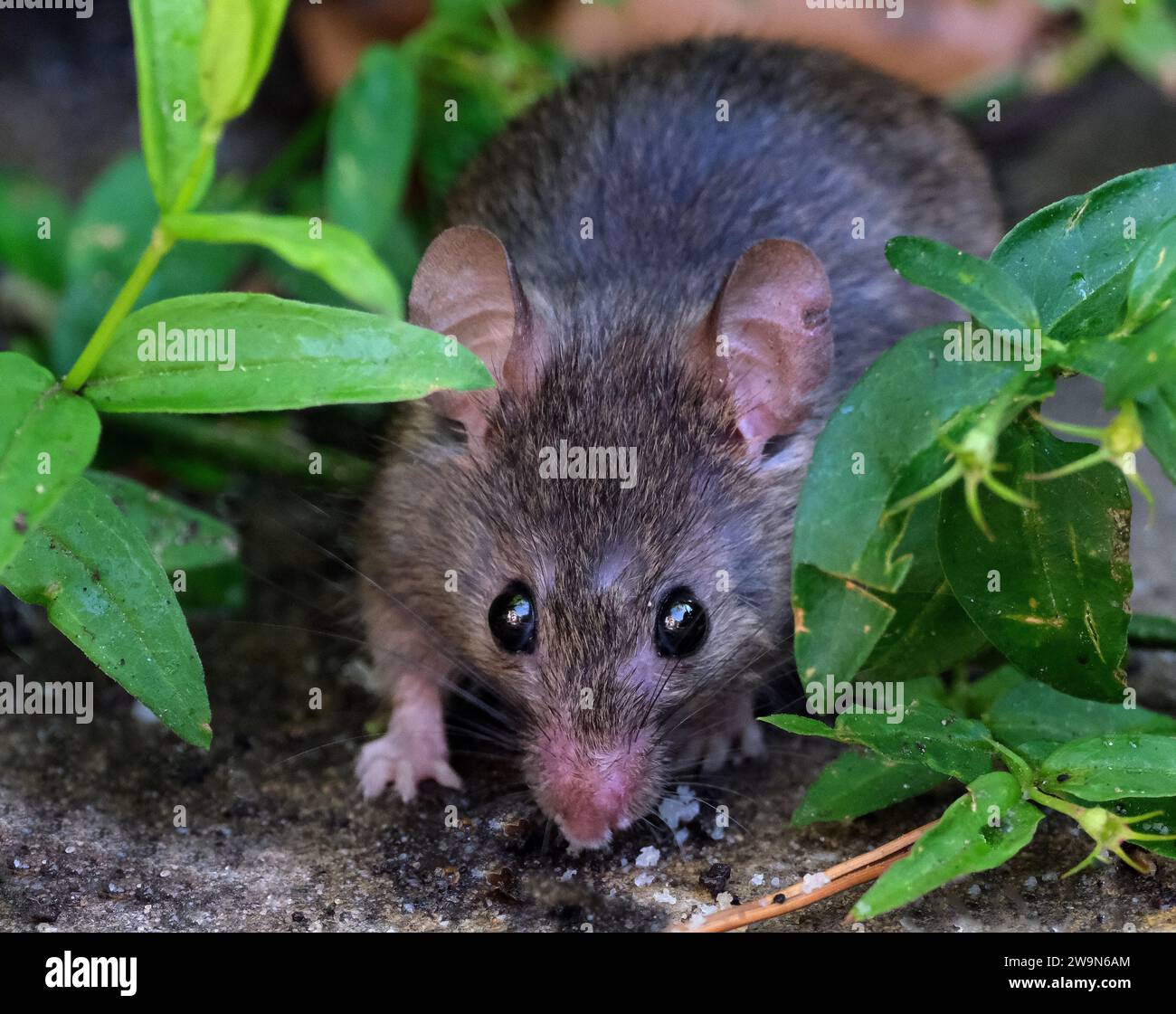 La souris domestique est un petit mammifère de l'ordre Rodentia, ayant typiquement un museau pointu, de grandes oreilles arrondies, Banque D'Images
