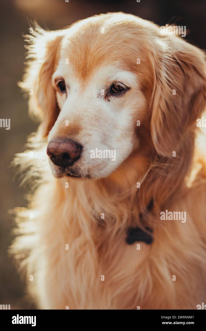 Golden Retriever assis dans la lumière dorée Banque D'Images