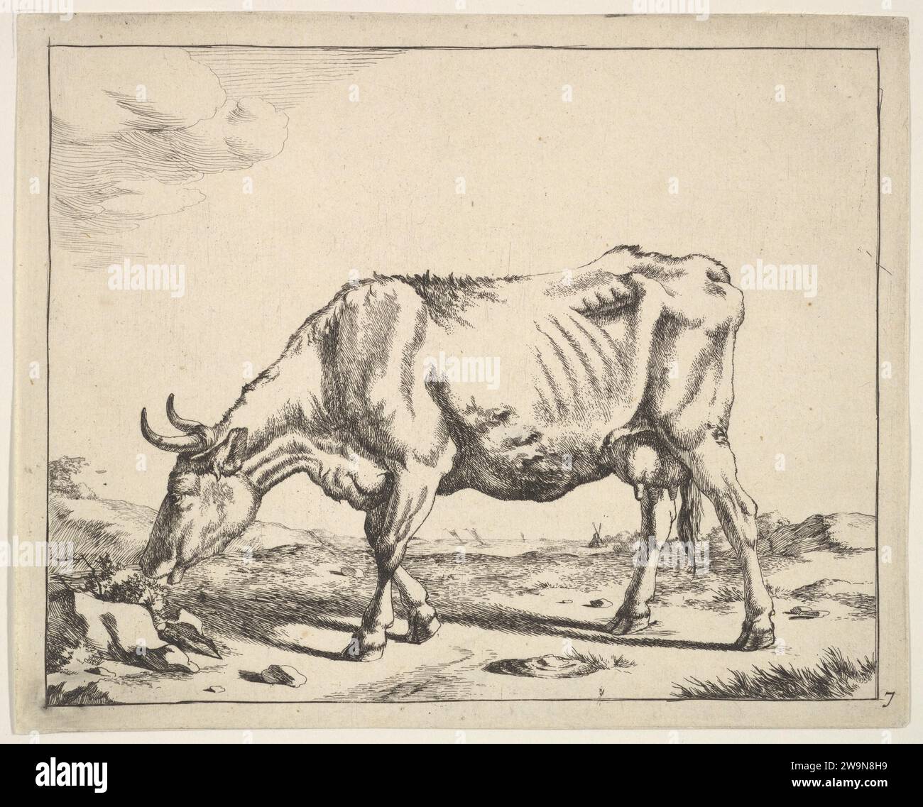 Vache, d'après Paulus Potter 2012 de Marcus de Bye Banque D'Images