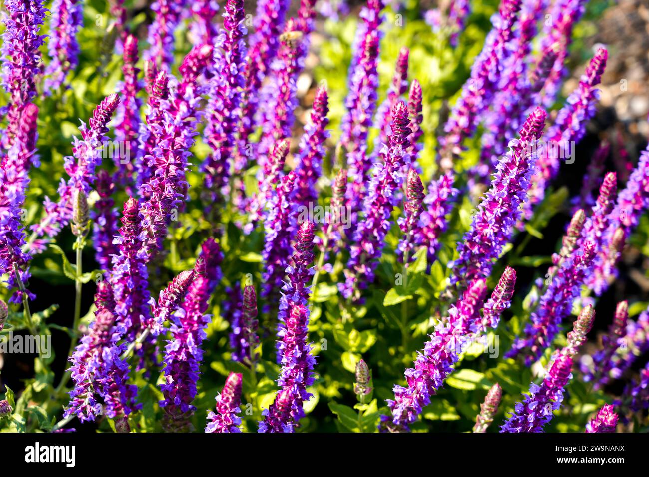 Fleurs de sauge violettes. Gros plan des plantes à fleurs. Salvia. Banque D'Images