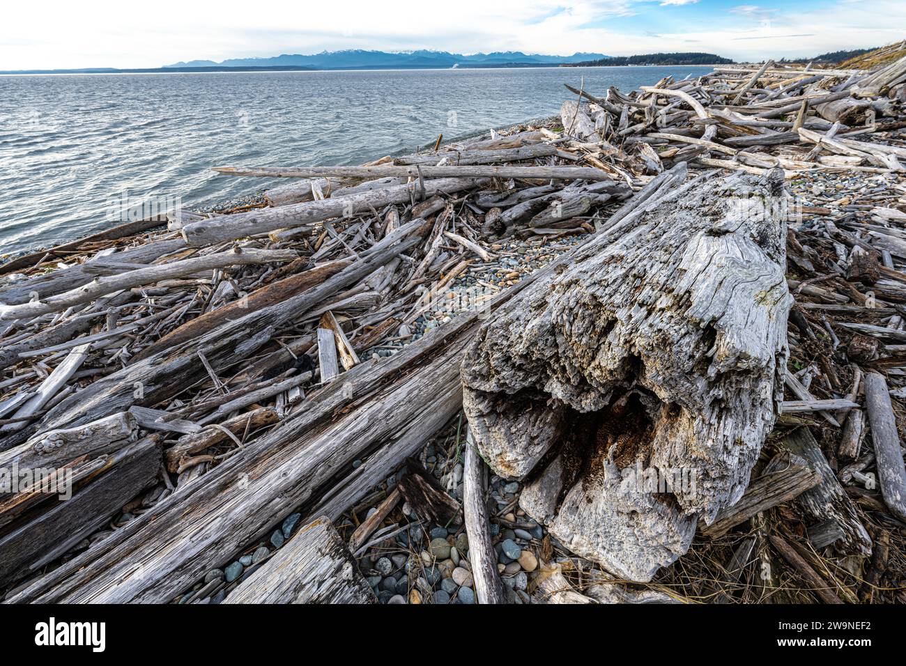 Driftwood Park sur Whidbey Island, WA Banque D'Images
