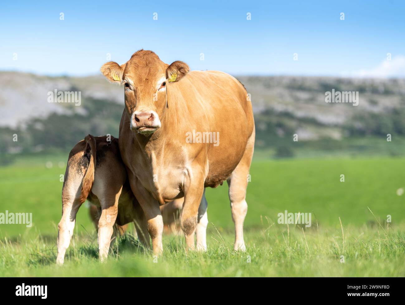 Pedigree vache de boeuf Limousin avec lait de veau, sur un pâturage de montagne, Cumbria, Royaume-Uni Banque D'Images