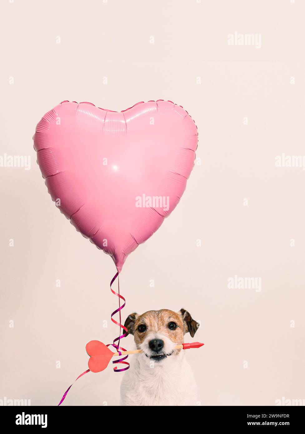 Chien tenant la flèche de Cupidon et ballon en forme de coeur sur fond rose. Carte d'amour romantique pour la Saint-Valentin Banque D'Images