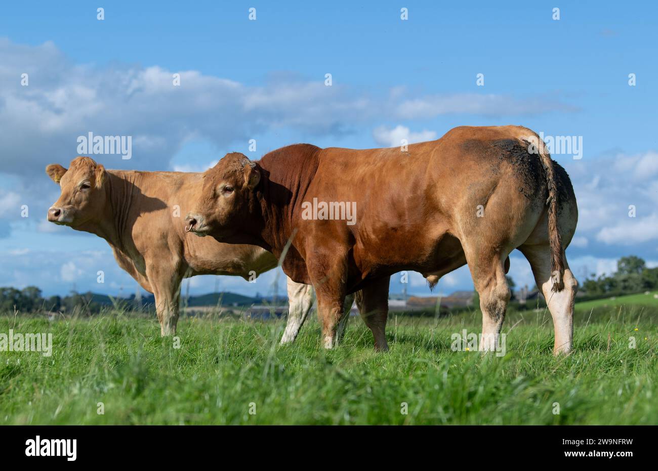 Taureau Limouson avec des vaches pedigree dans les pâturages des hautes terres, Cumbria, Royaume-Uni. Banque D'Images Taureau Limouson avec des vaches pedigree dans les pâturages des hautes terres, Cumbria, Royaume-Uni. Banque D'Images