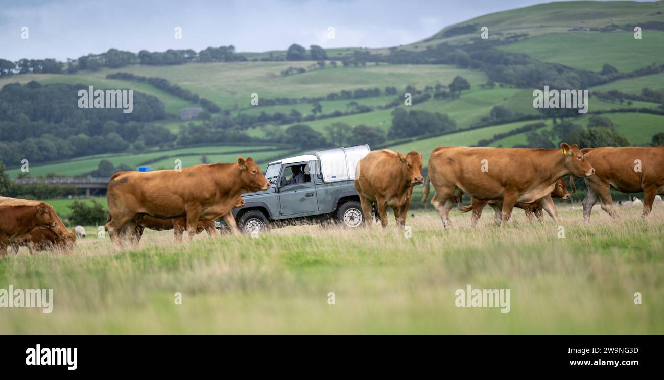 Agriculteur conduisant son Land Rover dans le champ tout en vérifiant le bétail. Cumbria, Royaume-Uni. Banque D'Images