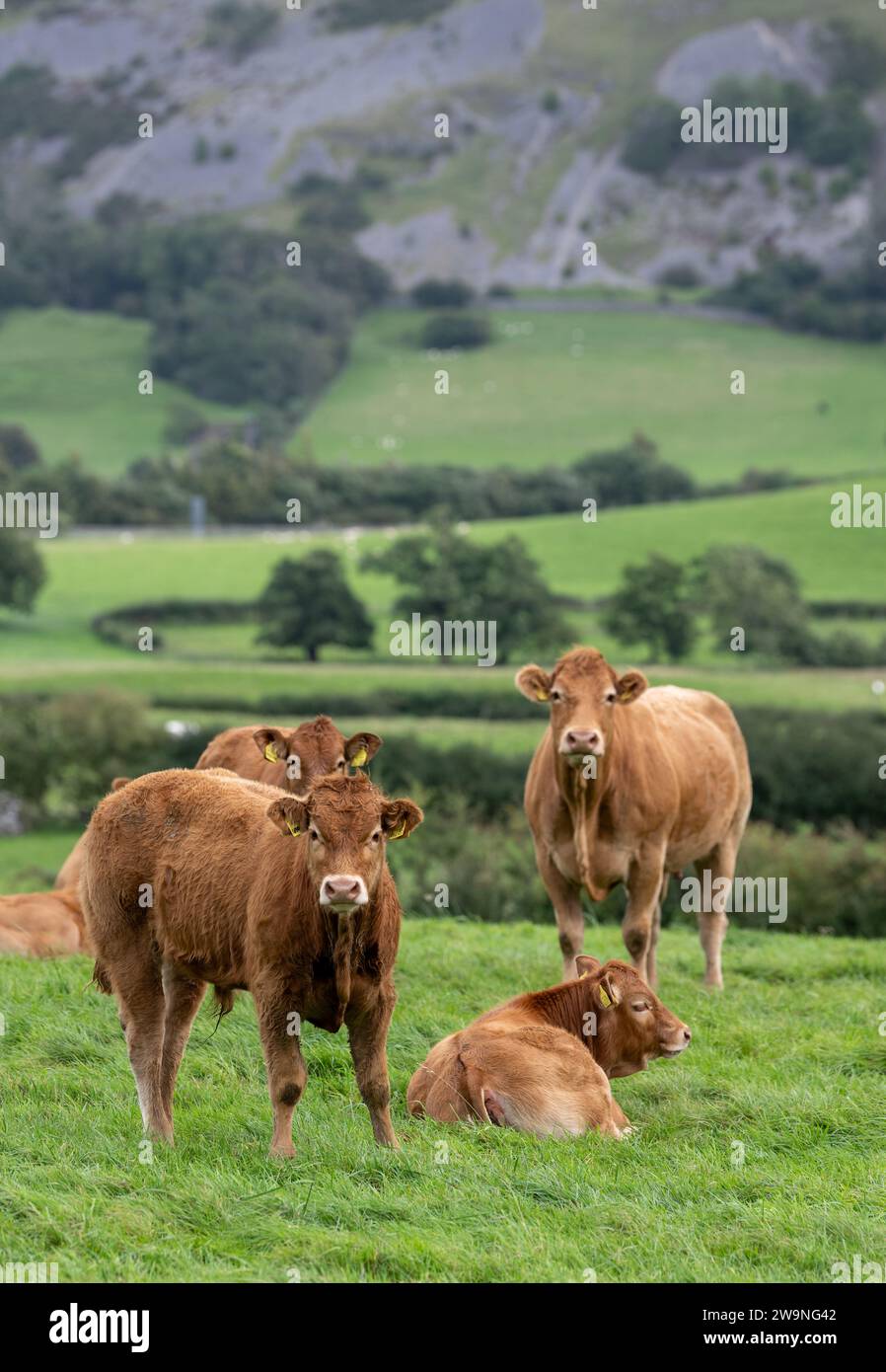 Troupeau de bovins de boucherie pedigree Limousin, une race originaire de la région de Limoges en France, et importée pour la première fois au Royaume-Uni dans les années 1960 Grazin Banque D'Images