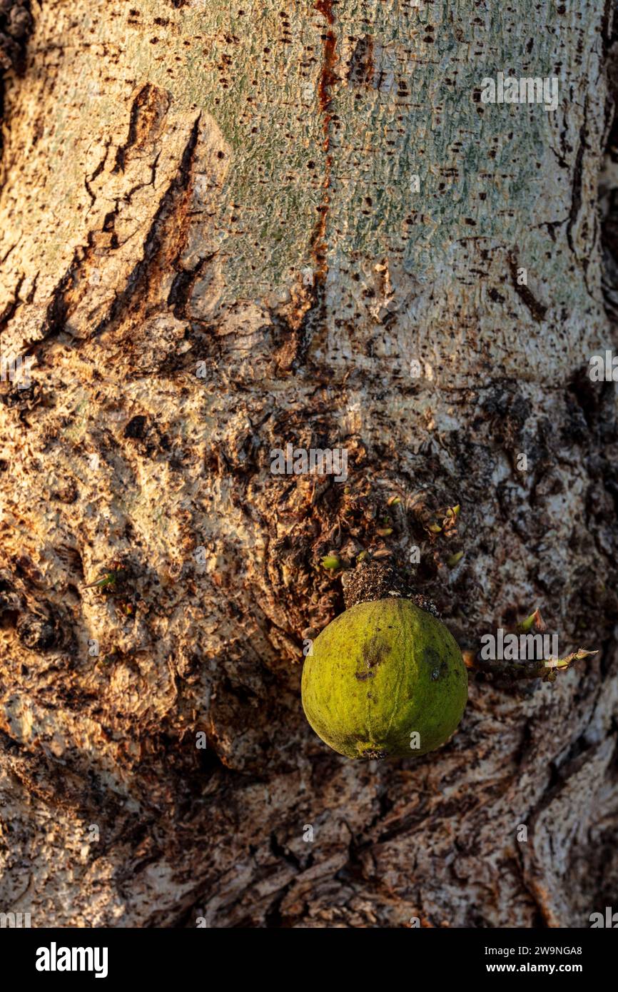 Prolifique et succulent Ficus Sycomorus «Sakalavarum», figue sycomore, figue-mûrier. Gros plan naturel, haute résolution, d'une plante alimentaire originale Banque D'Images