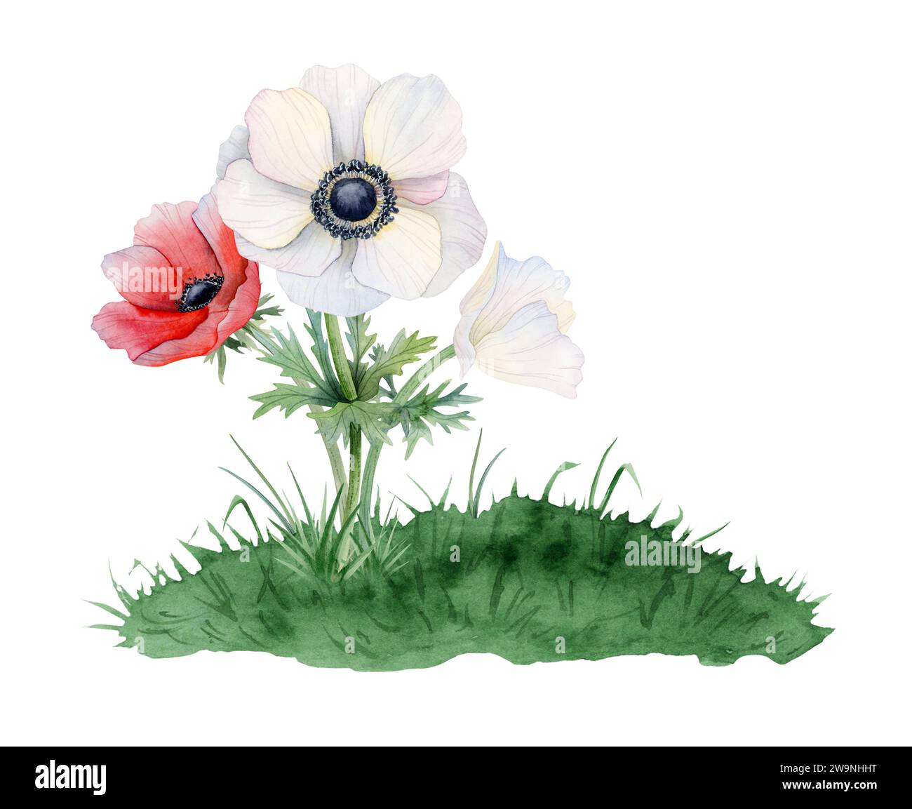 Fleurs d'anémone rouge et blanc et bouquet de bourgeon poussant sur l'illustration d'aquarelle de colline d'herbe. Coquelicots des champs pour le printemps Banque D'Images