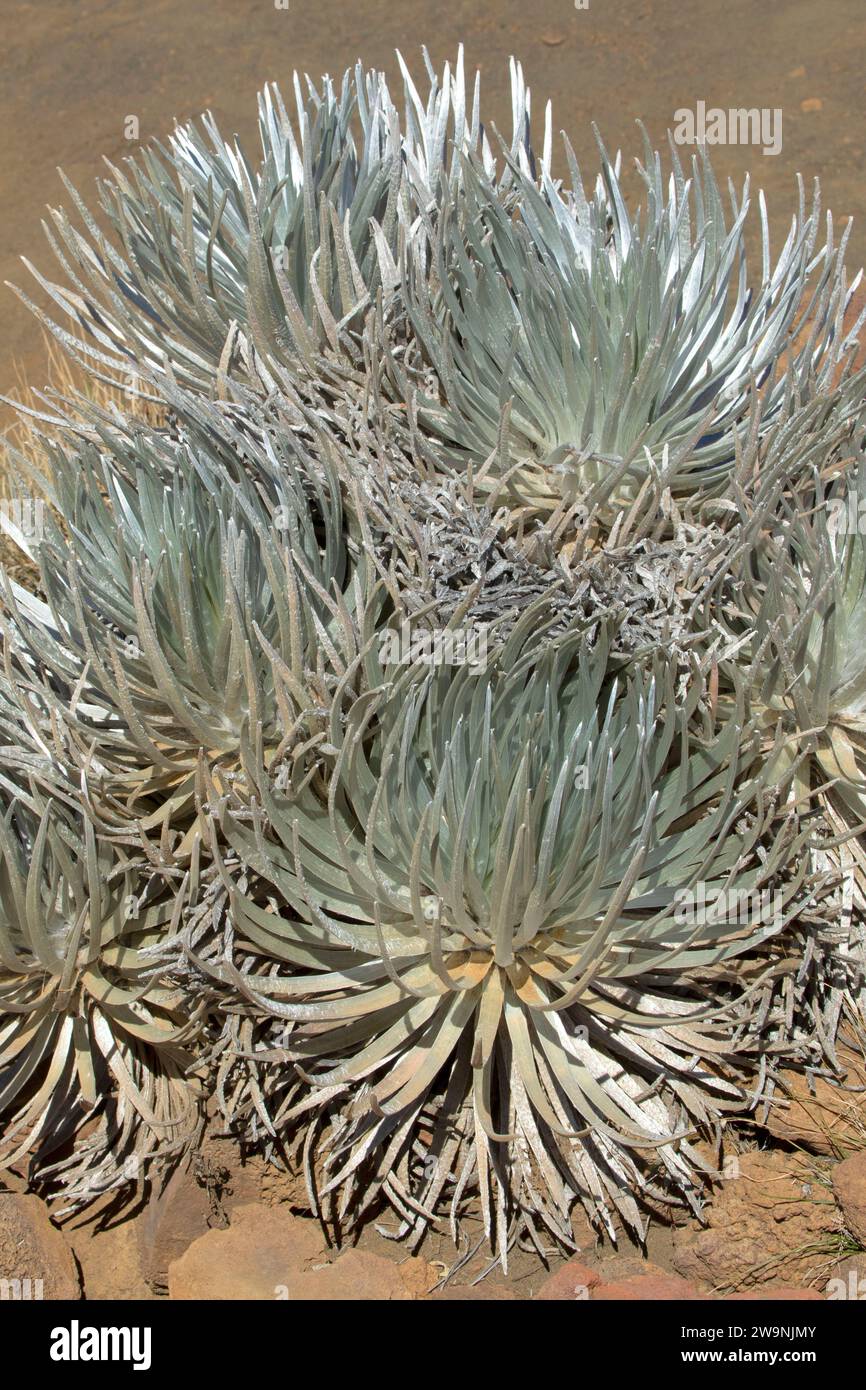 Silversword (Argyroxiphium sandwicense), réserve forestière Mauna Kea, Hawaï Banque D'Images