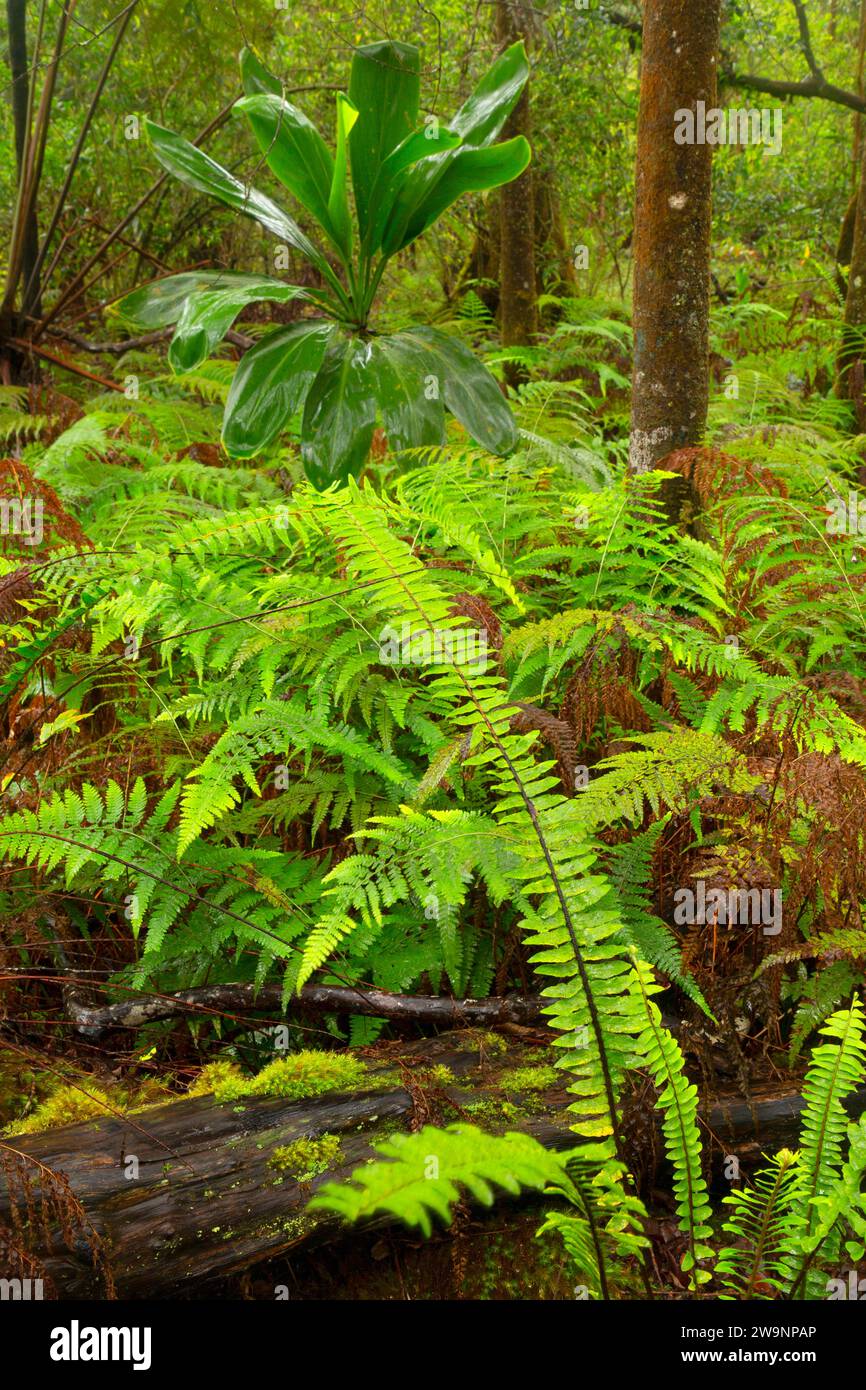 Forêt le long du sentier Native Forest nature Trail, Kalopa Native Forest State Park, Hawaii Banque D'Images