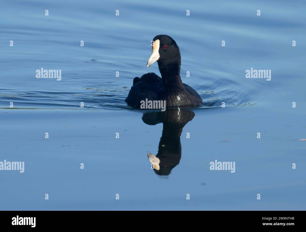 Hawaiian Coot (Fulica alai), Ala Kahakai National Historic Trail, Kaloko-Honokohau National Historical Park, Hawaii Banque D'Images