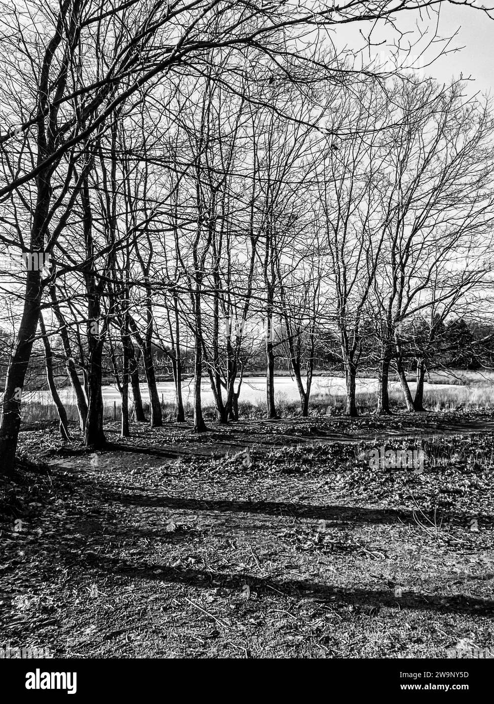 Hêtres en hiver en noir et blanc Banque D'Images