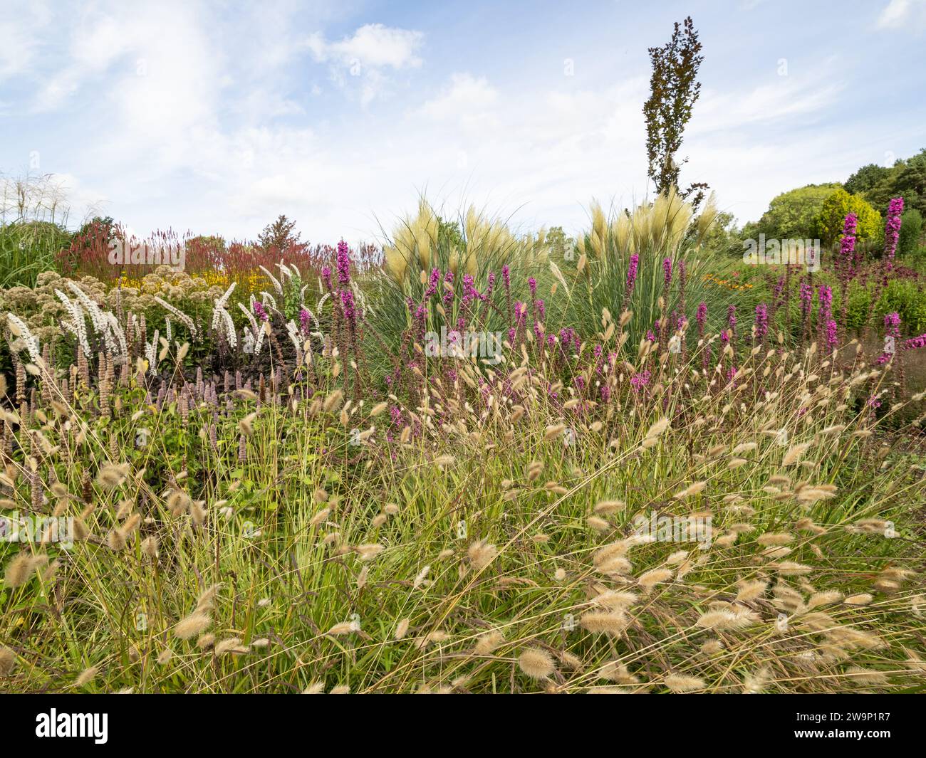 Bordure en herbe avec Pennisetum villosum au premier plan Banque D'Images