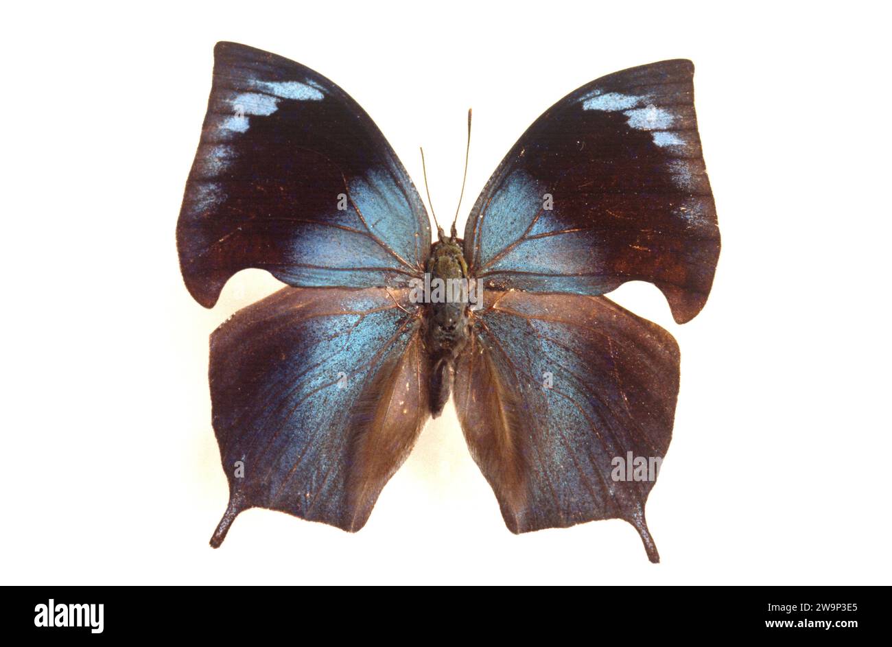 Anaea morvus morpheus ou Memphis morvus morpheus est un papillon originaire du Pérou. Surface dorsale. Banque D'Images