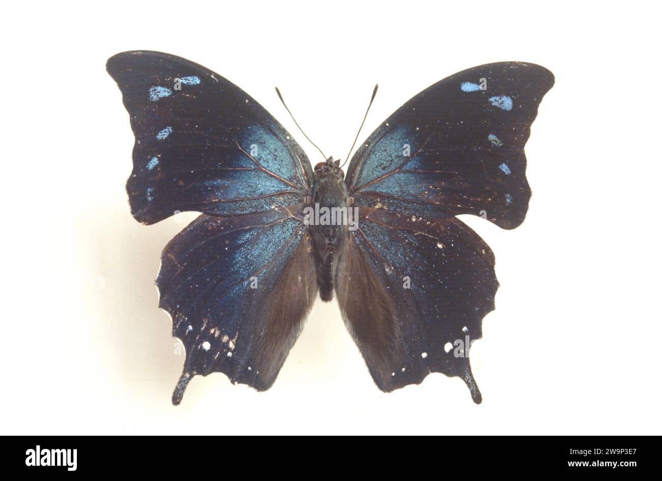 Anaea xenocles ou Memphis xenocles est un papillon originaire des Amériques tropicales du Mexique à la Bolivie. Surface dorsale. Banque D'Images