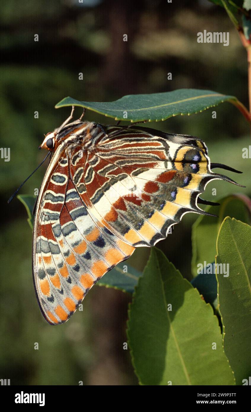 Le pasha à deux queues (Charax jasius) est un papillon originaire du sud de l'Europe et de l'Afrique. Adulte. Banque D'Images