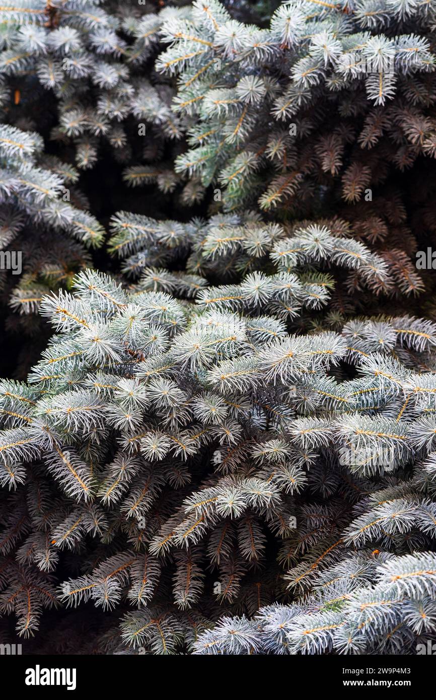 PIN argenté, pin argenté, pin argenté, brunches de sapin photo rapprochée Banque D'Images