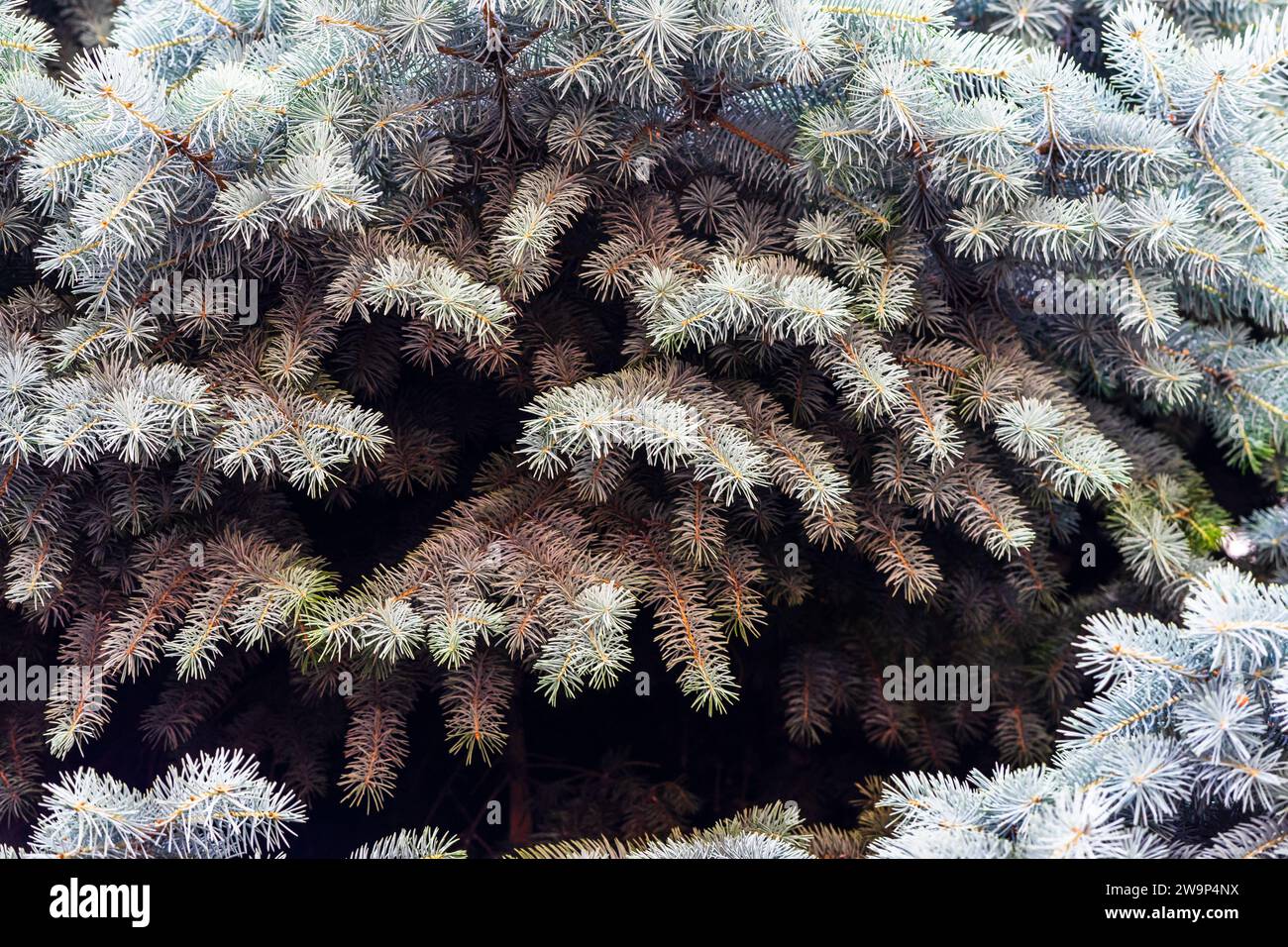PIN argenté, pin argenté, pin argenté, brunches de sapin photo rapprochée Banque D'Images