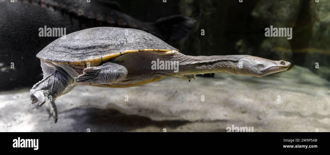 Vue rapprochée d'une tortue à cou de serpent du Nord (Chelodina oblonga) Banque D'Images