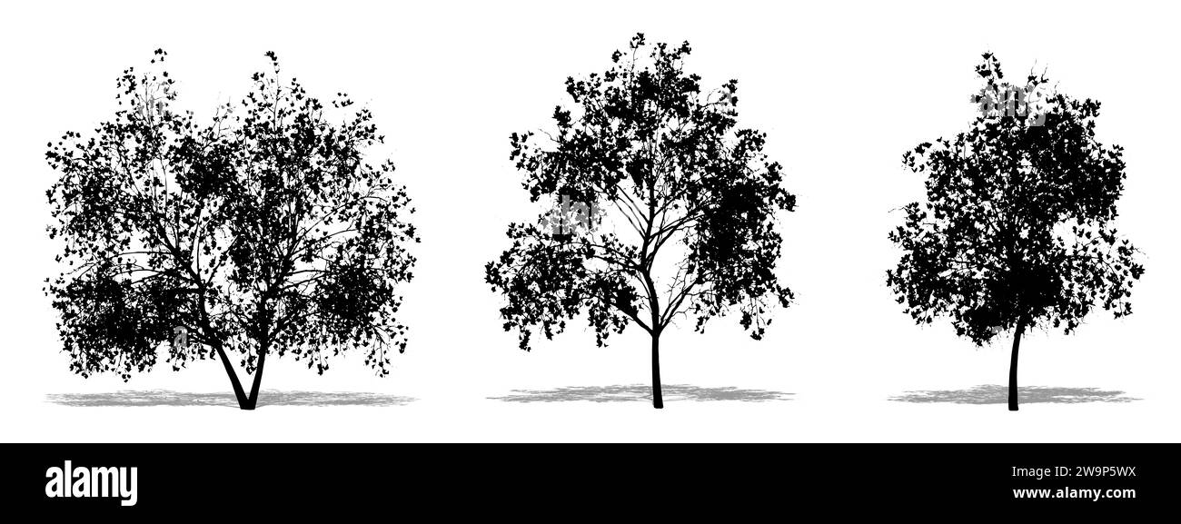 Ensemble ou collection d'arbres Magnolia Flowers comme une silhouette noire sur fond blanc. Concept ou illustration conceptuelle 3D pour nature, planète, ecolo Banque D'Images