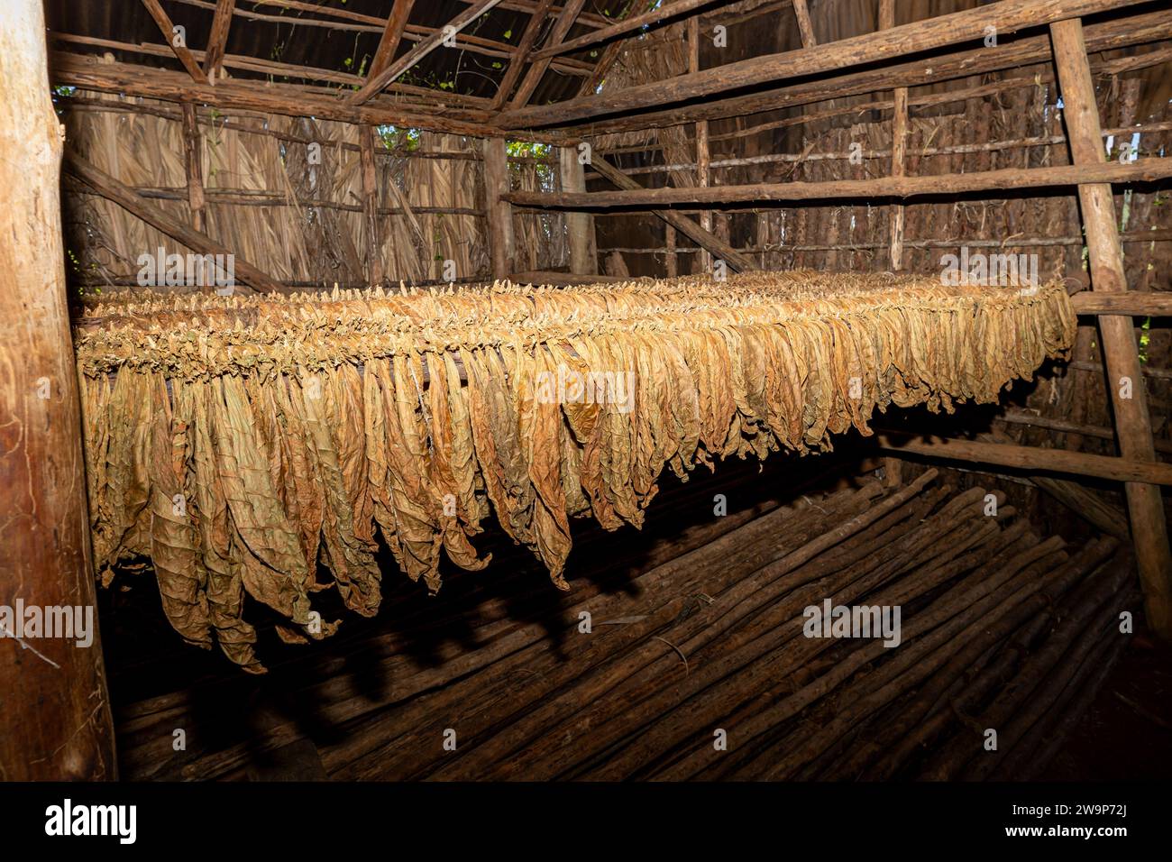 Cuba, Viñales, les feuilles de tabac sèchent Banque D'Images