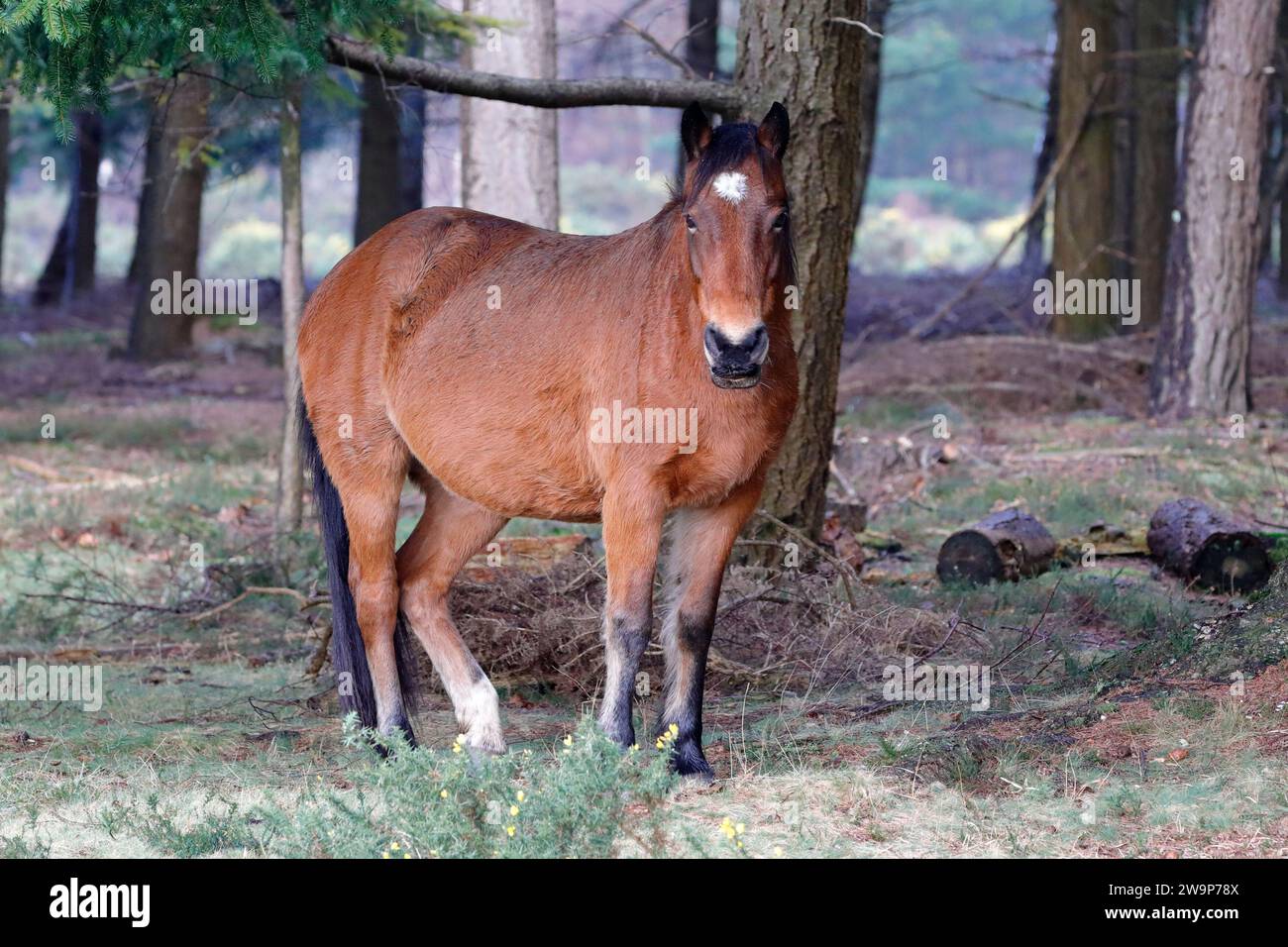 Un poney brun de New Forest avec un front blanc debout sur l'herbe sous les arbres Banque D'Images