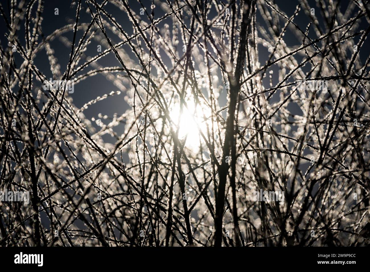 Cristaux de givre rétro-éclairés sur les branches d'un buisson en feu en hiver. Banque D'Images