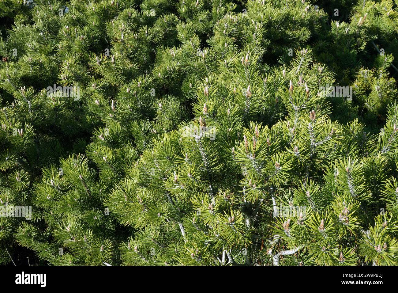 Branches de pin denses avec l'aiguille de sapin vert et les pousses de fleurs vue en gros plan Banque D'Images