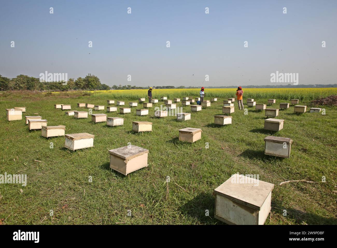 Apiculteurs lors de la collecte de nid d'abeille de la boîte spéciale pour extraire le miel produit par les abeilles dans un champ à Munshigonj. Selon le Bangladesh Banque D'Images