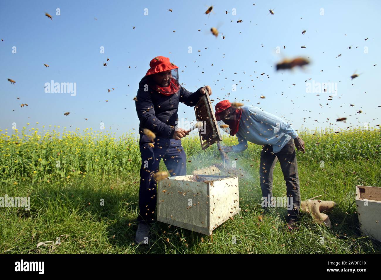 Apiculteurs lors de la collecte de nid d'abeille de la boîte spéciale pour extraire le miel produit par les abeilles dans un champ à Munshigonj. Selon le Bangladesh Banque D'Images