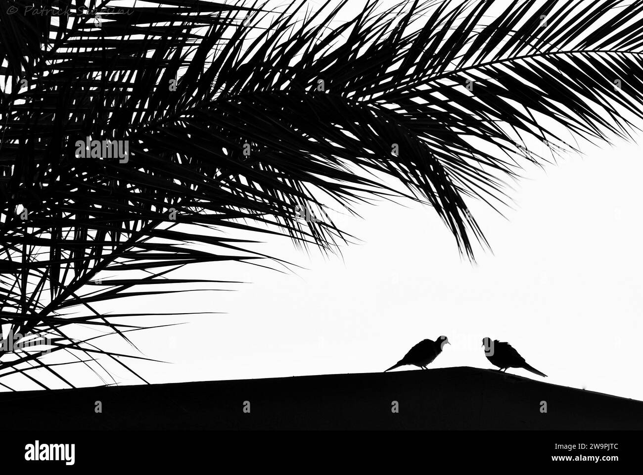 Deux petits oiseaux sur le toit d'une station balnéaire en Egypte. Couple d'oiseaux amoureux, silhouette d'oiseau noir et blanc avec fond blanc. Beauté de la nature. Banque D'Images