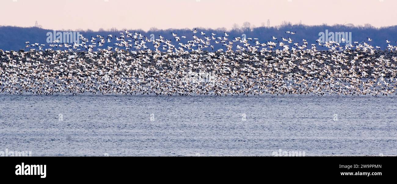 Énorme troupeau d'oies des neiges Banque D'Images