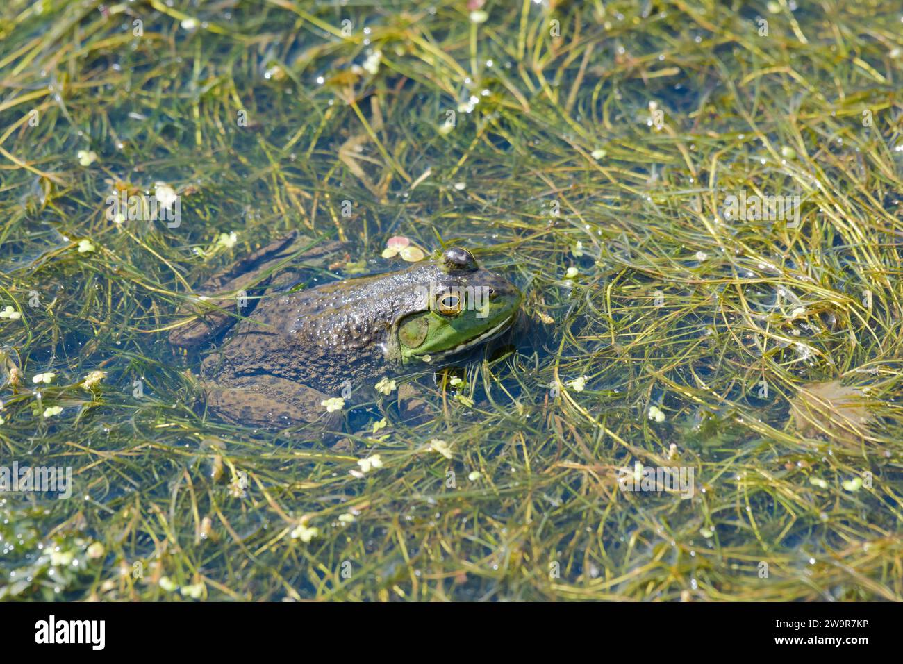 Lithobates de grenouille-taureau d'Amérique catesbeiana partiellement submergés dans la végétation inondée Banque D'Images