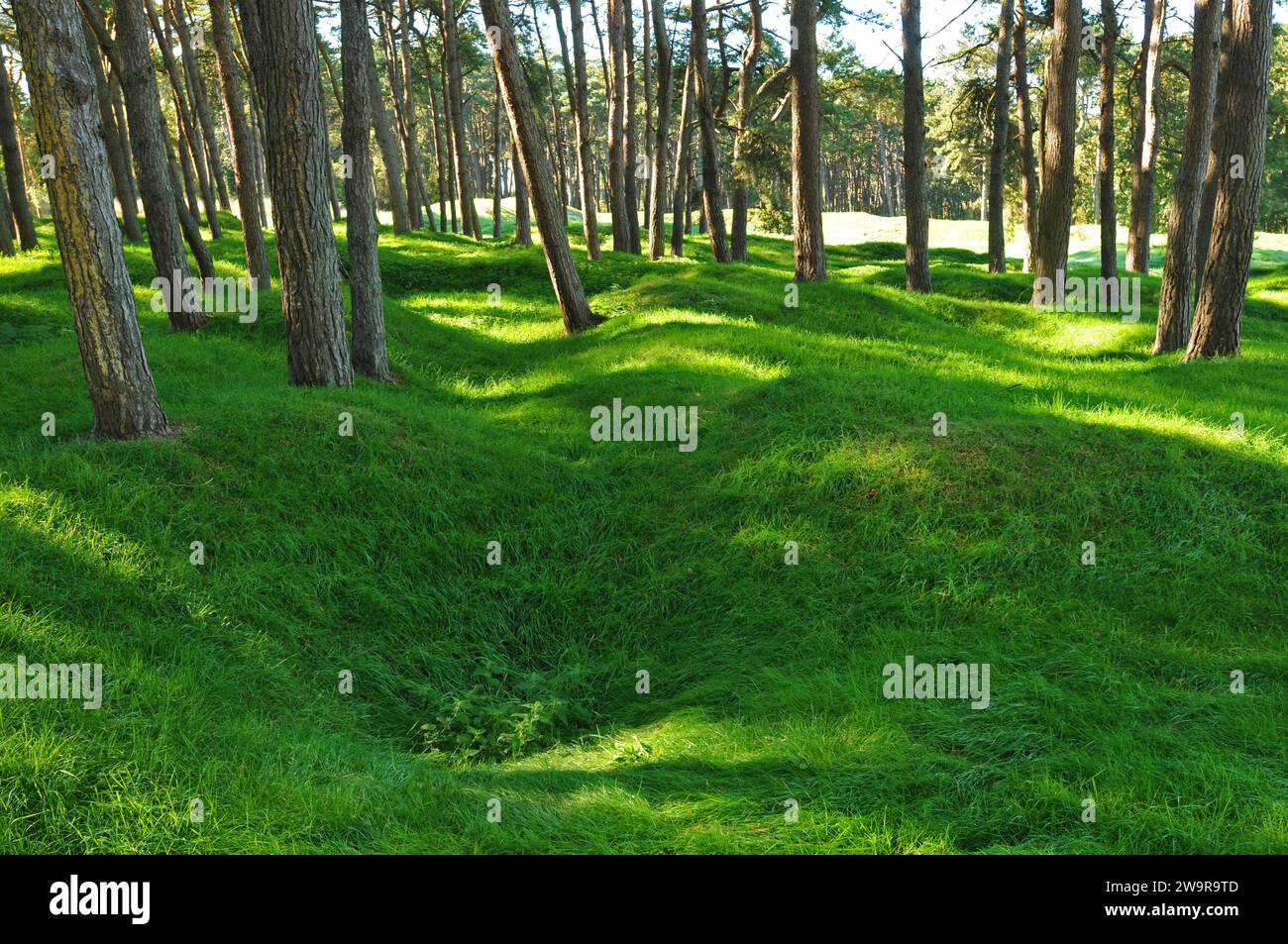 Les bois du Monument commémoratif du Canada à Vimy, site de la bataille de la crête de Vimy pendant la première Guerre mondiale en France, portent encore des cratères laissés par les explosions. Banque D'Images