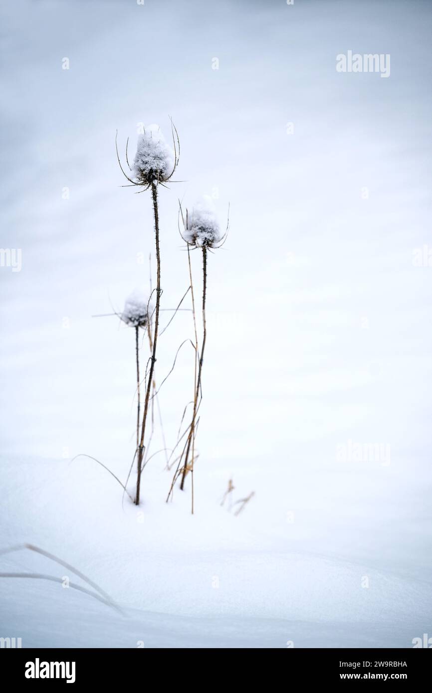 Groupe de cuillères à café sauvages sèches (Dipsacus fullonum) dans la neige, carte de voeux pour Noël et nouvel an, espace de copie, foyer sélectionné, profondeur étroite Banque D'Images