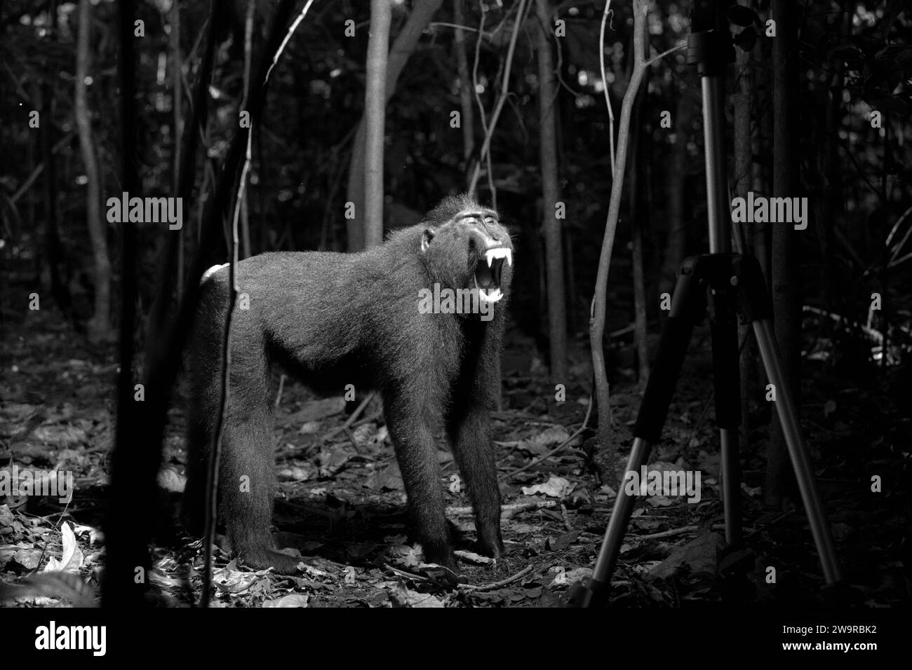 Un macaque noir à crête de Sulawesi (Macaca nigra) montre une bouche en forme de cri et à grande ouverture devant un trépied qui supporte une lampe de poche dans la forêt de Tangkoko, Sulawesi du Nord, en Indonésie. La conservation des primates est un défi comportemental et, en tant que tel, nécessite des solutions éclairées sur le plan comportemental, selon une équipe de scientifiques dirigée par Harry Hilser dans leur article de 2023 publié par International Journal of Primatology. Il faut aussi, ont-ils écrit, « Une stratégie holistique d'éducation, de renforcement des capacités et de conservation communautaire s'appuie sur un mélange d'idées issues de multiples sciences sociales... Banque D'Images Un macaque noir à crête de Sulawesi (Macaca nigra) montre une bouche en forme de cri et à grande ouverture devant un trépied qui supporte une lampe de poche dans la forêt de Tangkoko, Sulawesi du Nord, en Indonésie. La conservation des primates est un défi comportemental et, en tant que tel, nécessite des solutions éclairées sur le plan comportemental, selon une équipe de scientifiques dirigée par Harry Hilser dans leur article de 2023 publié par International Journal of Primatology. Il faut aussi, ont-ils écrit, « Une stratégie holistique d'éducation, de renforcement des capacités et de conservation communautaire s'appuie sur un mélange d'idées issues de multiples sciences sociales... Banque D'Images