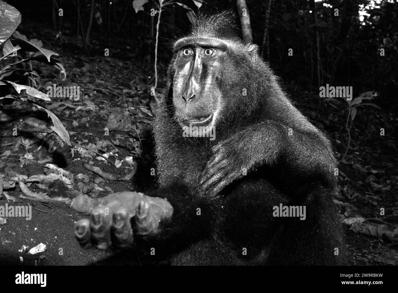 Un macaque à crête (Macaca nigra) montre un geste de la main de 'demander/recevoir' lors d'une interaction avec l'homme dans la forêt de Tangkoko, Sulawesi du Nord, Indonésie. La conservation des primates est un défi comportemental et, en tant que tel, nécessite des solutions éclairées sur le plan comportemental, selon une équipe de scientifiques dirigée par Harry Hilser dans son article de 2023 publié par International Journal of Primatology (accessible par Springer). Il faut aussi, ont-ils écrit, « Une stratégie holistique d'éducation, de renforcement des capacités et de conservation communautaire s'appuie sur un mélange de connaissances provenant de multiples disciplines scientifiques sociales Banque D'Images