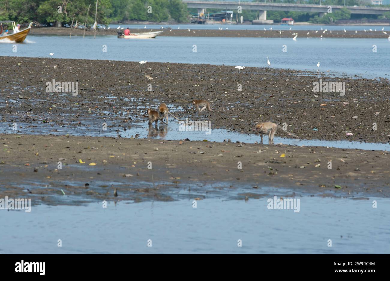 Les macaques attrapent les crabes barboteurs de sable près de la plage de mangrove. Banque D'Images