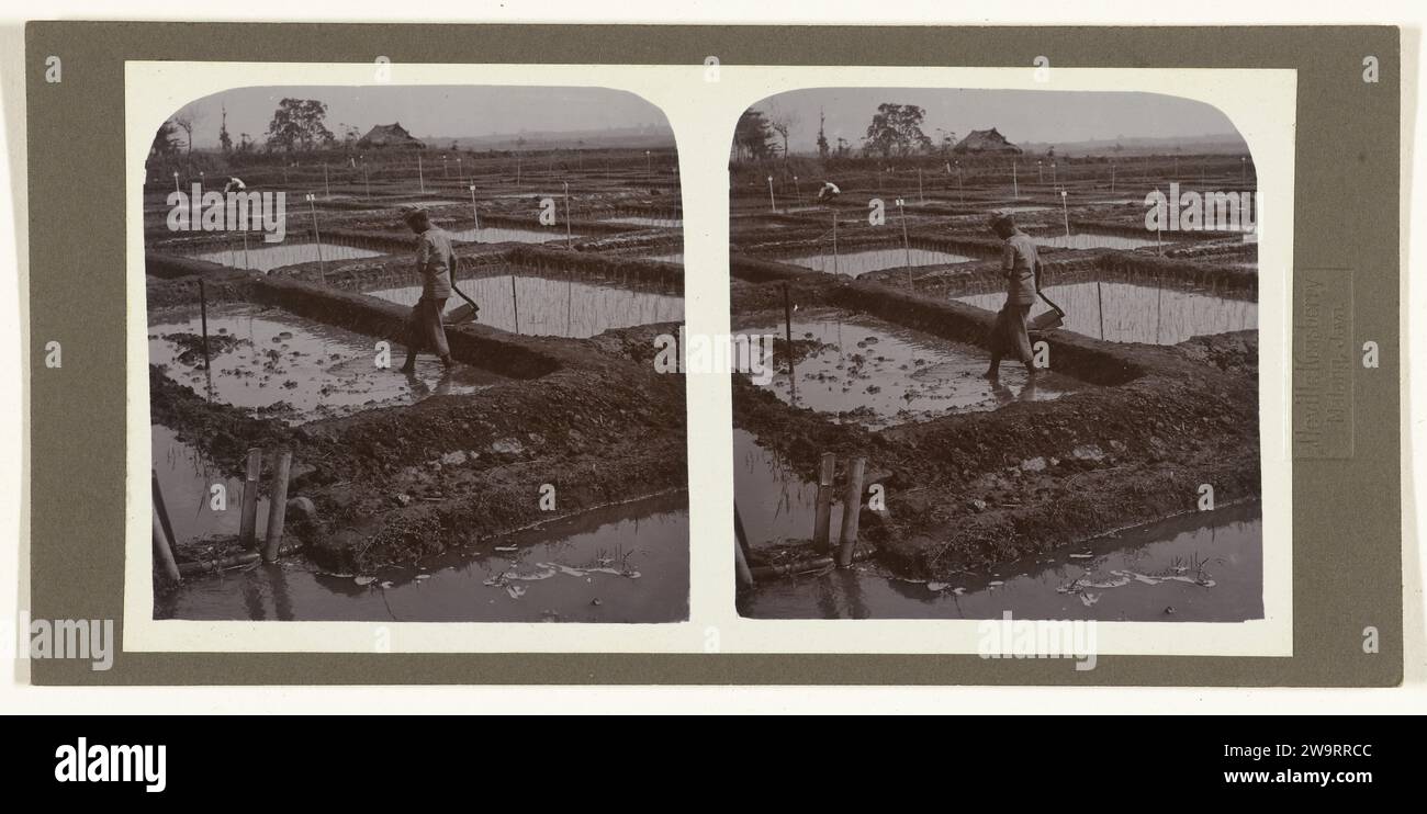 Labourage de Sawah, photographie de 1900 - 1935. stereograph Malang (éventuellement) papier. support photographique. impression d'albumen sur carton Banque D'Images