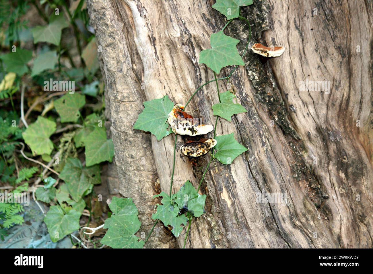 Champignons Lingzhi ou Reishi (Ganoderma lucidum) poussant sur une souche d'arbre morte : (pix Sanjiv Shukla) Banque D'Images