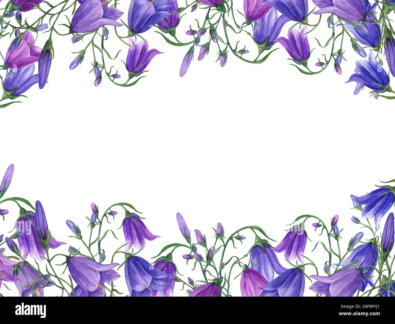 Fleurs de cloche. Harebell. Campanula. Plante de prairie. Cadre horizontal rectangulaire avec espace pour le texte. Illustration aquarelle pour cartes de Saint-Valentin Banque D'Images